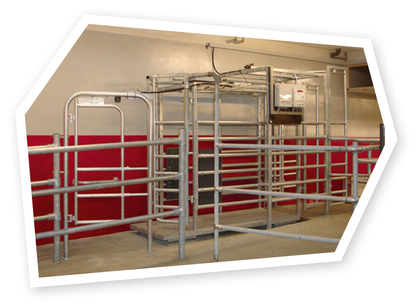 Automatic Milking Solution